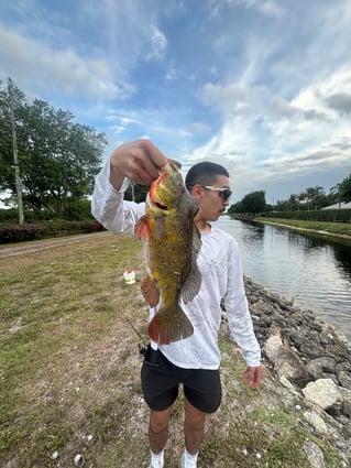 PEACOCK BASS FISHING