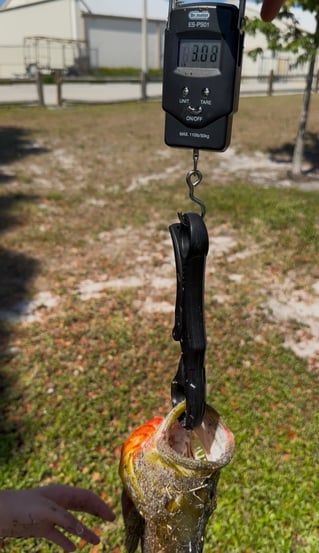 PEACOCK BASS FISHING