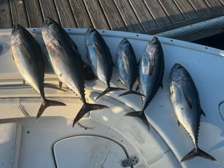 Full Day Offshore 