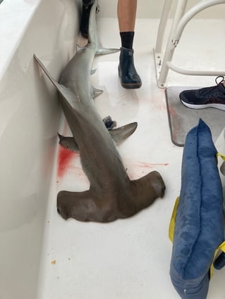 Daytona Inshore Slamin