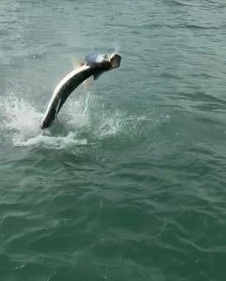 Miami Beach Tarpon Trip