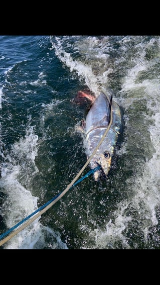 Full Day Tuna Trip