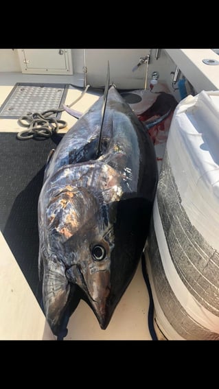 Full Day Tuna Trip