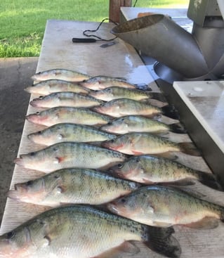 Full Day or Until Limit