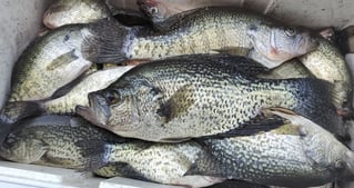 Broken Bow Lake Fishing Trip