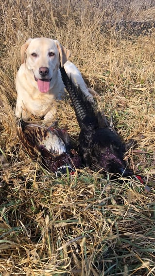 Self Guided Phesant Hunts