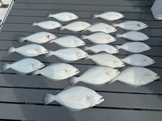 8 HR Summer Flounder 