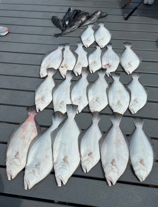 8 HR Summer Flounder 