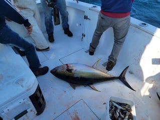 Offshore Canyon Adventure