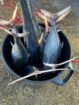 Full day Offshore trip