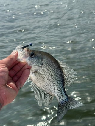 Lake Somerville Crappie and hybrids