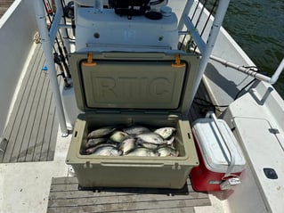 Lake Somerville Crappie and hybrids