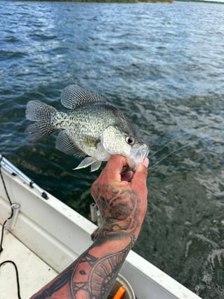 Lake Somerville Crappie and hybrids
