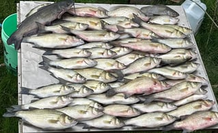 Lake Somerville Crappie and hybrids