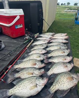 Lake Somerville Crappie and hybrids