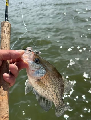 Lake Somerville Crappie and hybrids