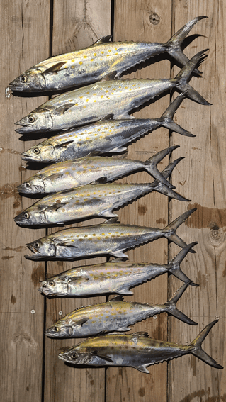 REEL SCREAMING OFFSHORE fISHING