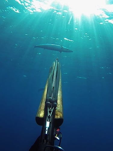 Blue Water Spearfishing (Pick Up Included)