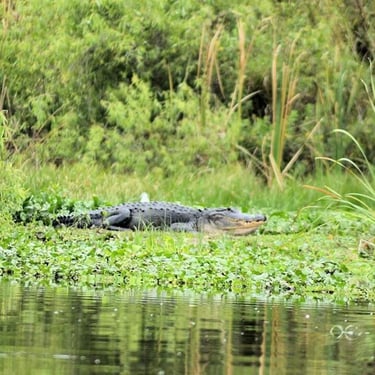 Alligator Eco Tour in the Everglades