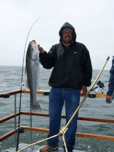 Striped Bass and Halibut Roundup