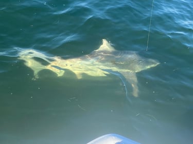 Tampa Bay Shark Fishing In Tampa