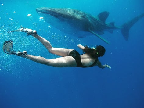 Cancún Whale Shark Tour