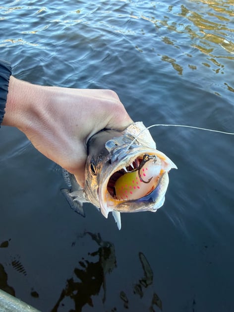 Winter Speckled Trout