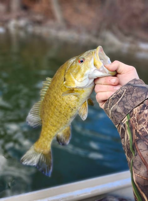 4-8 Hour Bass Fishng Trip