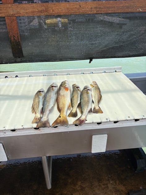 Great Day Fishing On The Laguna 