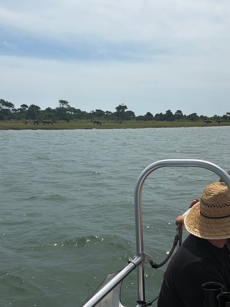 Assateague Island Wild Pony Tour