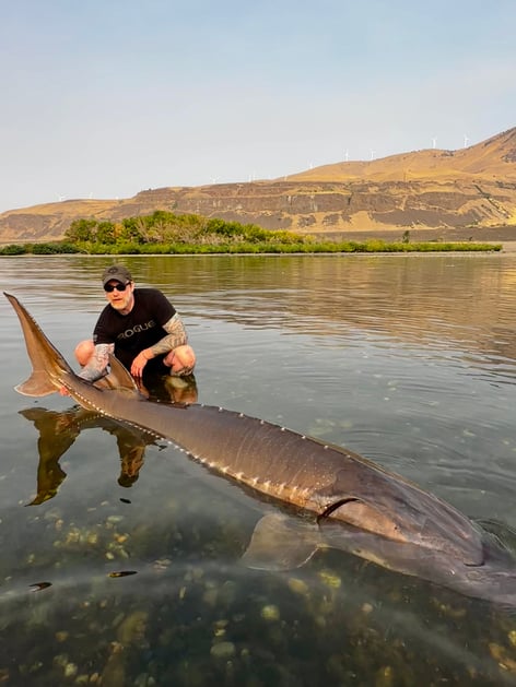 Over-Size White Sturgeon