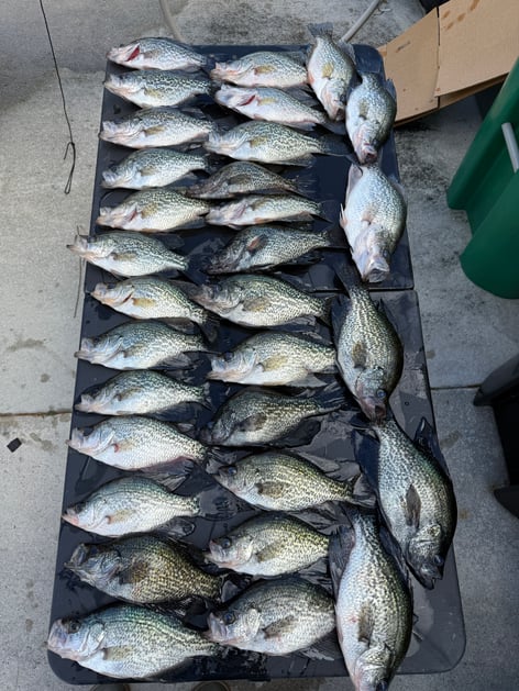 Crappie Fishing Trips