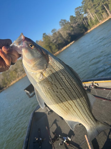 Morning Spotted Bass Fishing 