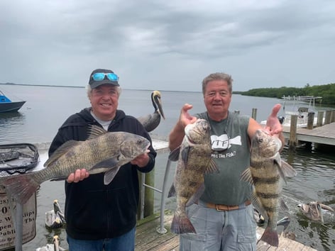 Pine Island Inshore/Nearshore Trip