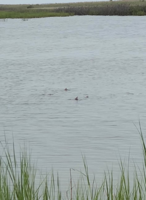 Sight casting the flats 