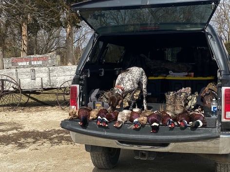 Pheasant Plucking Day!