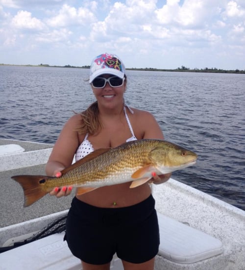 Summertime Reds & Sharks
