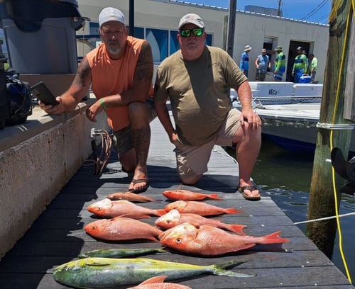 5 Hour - Red Snapper