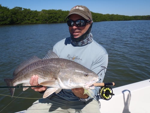 Punta Gorda Fly Fishing Trip