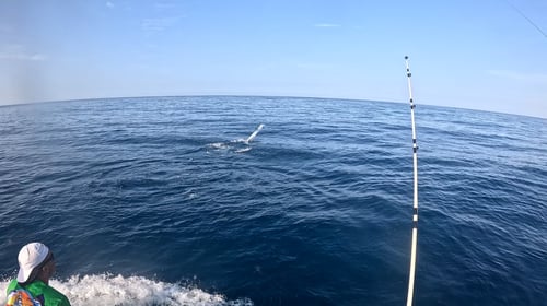 White Marlin - 8 Hour Trip 