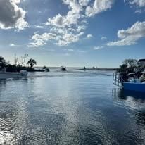 Dolphin Tours