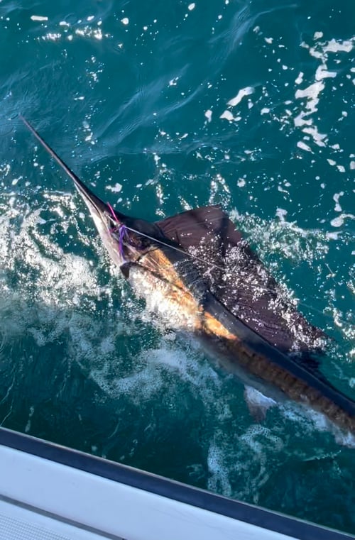 Treasure Coast Offshore