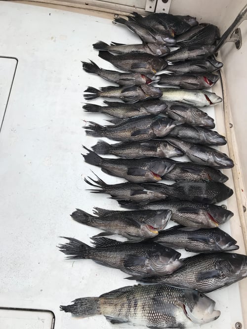 Black Seabass