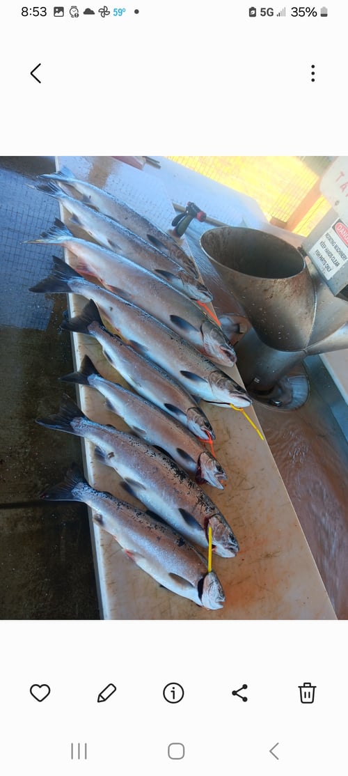 Fall Chinook Salmon fishing 