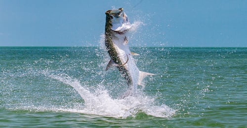 TARPON 2026 - 4hr Trip