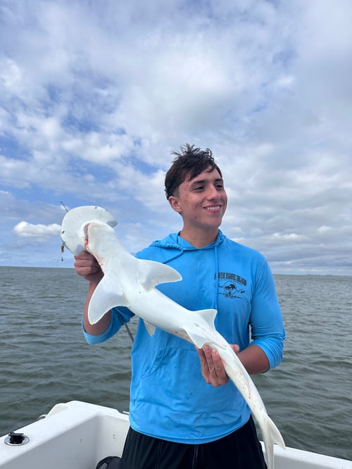 Shark hunt