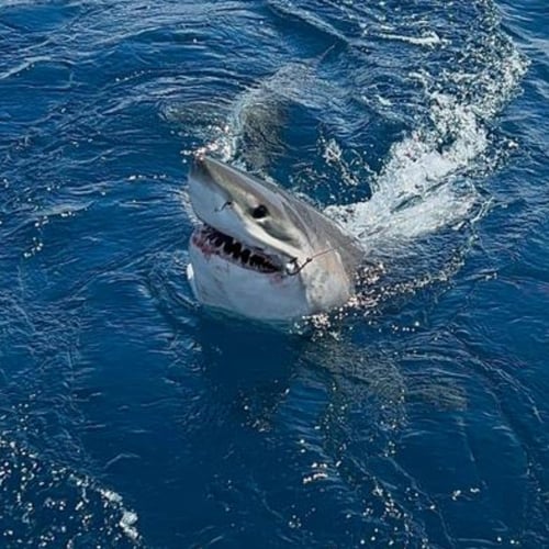  Fort Lauderdale Offshore Adventure