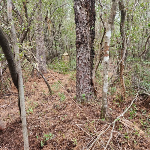 4 hour quick hog hunt package