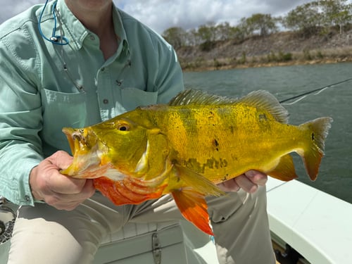 Peacock bass fishing south Florida 