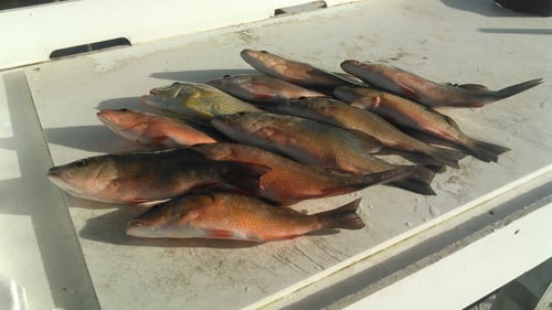 Nearshore Fishing 